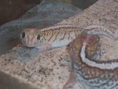 Picta Geckos