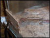 Picta Geckos