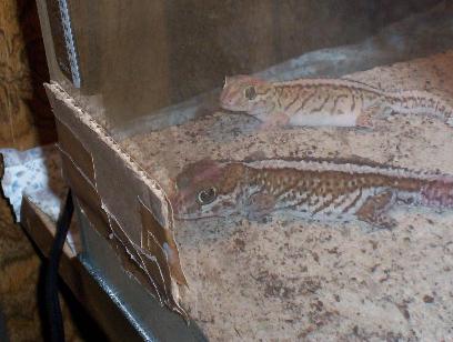 Picta Geckos