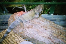 Rick, the green iguana