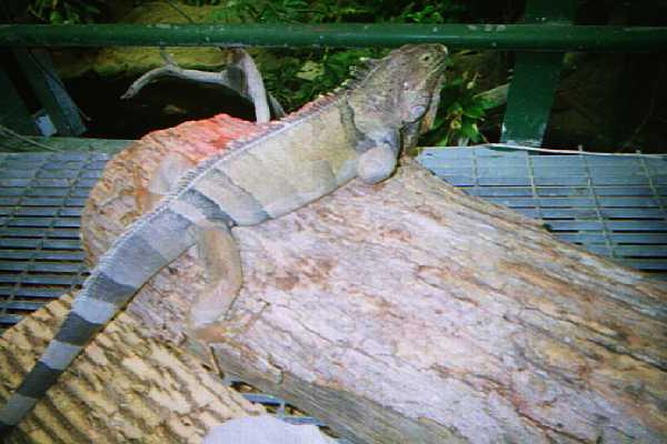 Rick, the green iguana