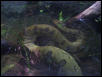 Green Anaconda