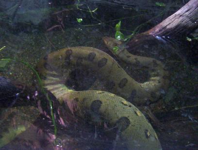 Green Anaconda