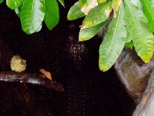 Dwarf Caiman
