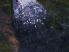 Dwarf Caiman