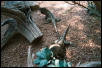 Pair of Endangered Jamaican Iguanas