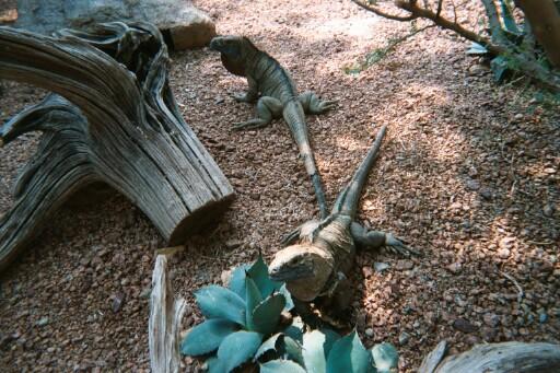 Pair of Endangered Jamaican Iguanas