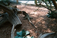 Cyclura c. collei