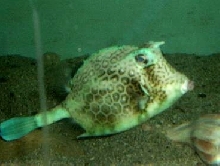 Honeycomb Cowfish