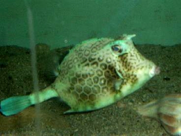 Honeycomb Cowfish