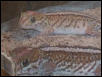 Picta Geckos