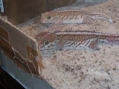 Picta Gecko