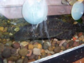 "Algae Eater"