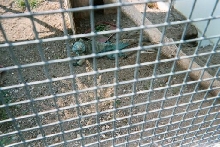 Grand Cayman Blue Iguana at Indy Zoo
