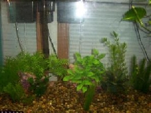 29 gal Amazon FW, House 4 Midnight/Zamora Woodcats and a common pl*co