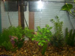 29 gal Amazon FW, House 4 Midnight/Zamora Woodcats and a common pl*co