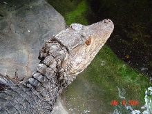 Dwarf Caiman at Indianapolis Zoo