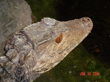 Dwarf Caiman at Indianapolis Zoo