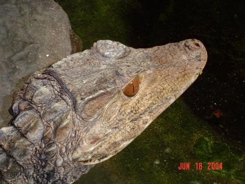 Dwarf Caiman at Indianapolis Zoo