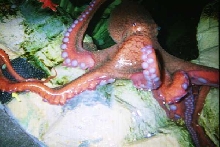Ona, the octopus at the Indy Zoo's aquarium.