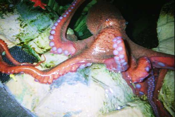 Ona, the octopus at the Indy Zoo's aquarium.