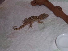 Pareudura