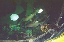 Black Tipped Sharks