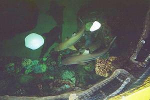 Black Tipped Sharks