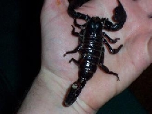 Emporer Scorpion