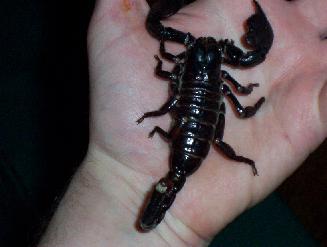 Emporer Scorpion