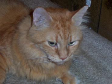 Tiggie