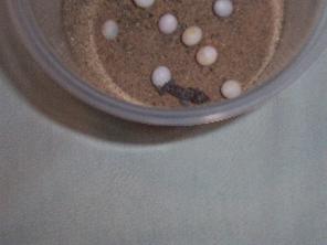 Hatchling Viper Gecko