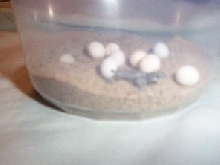 Viper Gecko hatchling