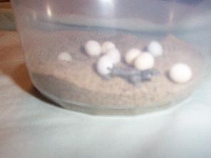 Viper Gecko hatchling