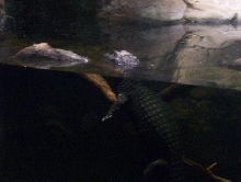 Dwarf Caiman