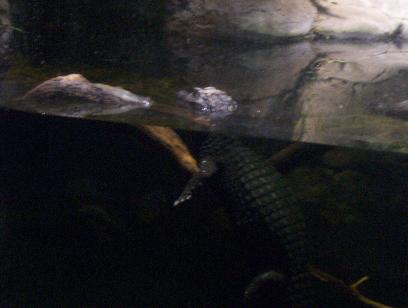 Dwarf Caiman