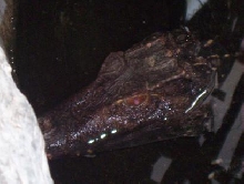 Dwarf Caiman (P. palpebrosus)