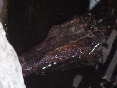 Dwarf Caiman (P. palpebrosus)