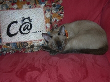 Cara