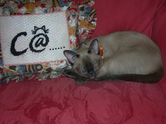 Cara
