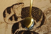 A closer view of the Mangrove Snake