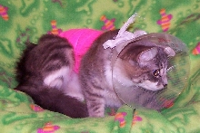 cobweb's embarrassment