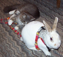 walking my bun