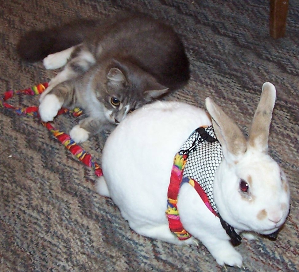 walking my bun