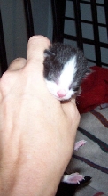 kit 2