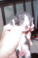 kit 3