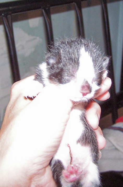 kit 3