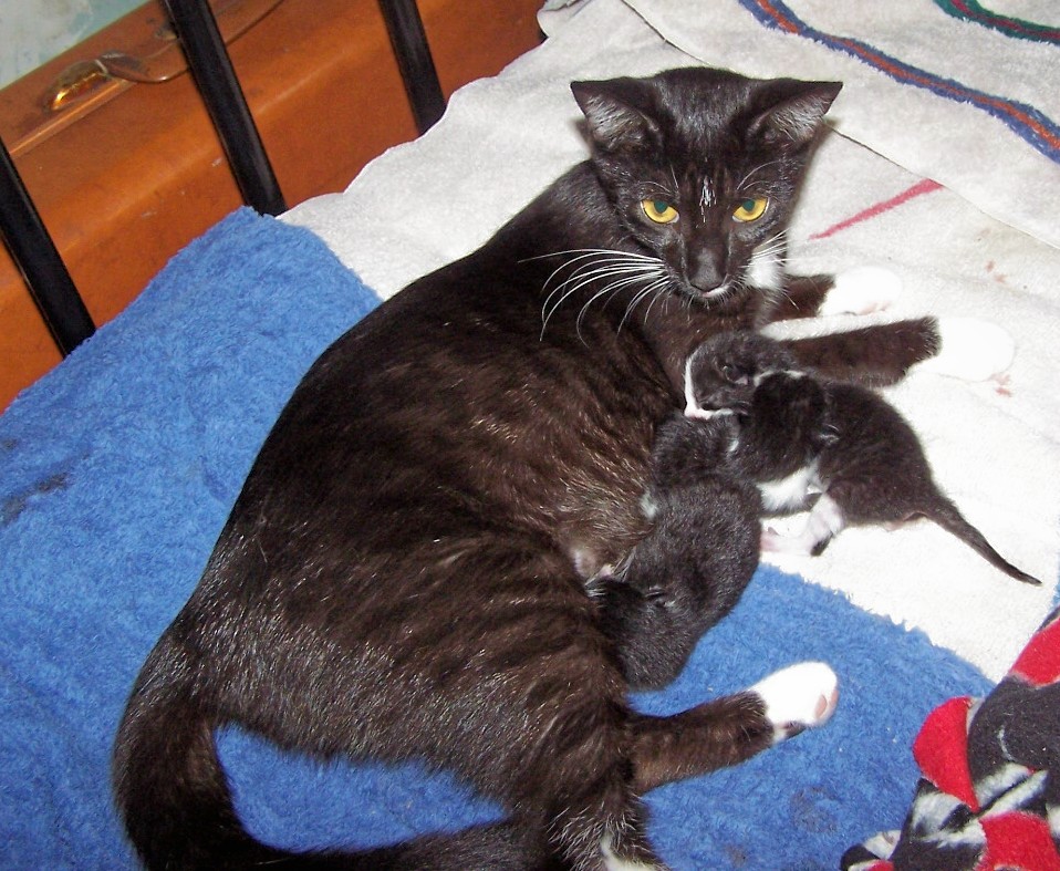 meg and kits