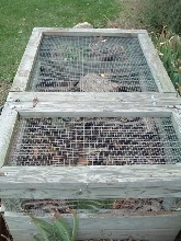 box turtle hibernation