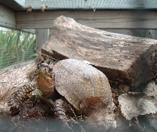 box turtle
